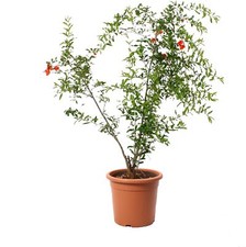 Pianta melograno vaso - pianta, di