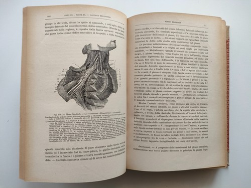 Istituzioni anatomia - istituzioni, di