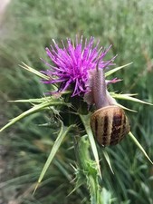 100 Semi Selezionati  Cardo Mariano Selvatico  Di Sardegna Silybum marianum