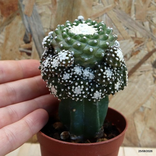 Copiapoa tenuissima mostruosa