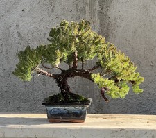 Juniperus Procumbens Bonsai