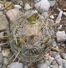 Coryphantha glanduligera SEEDS - ZR1 - SEMI di Cactus Raro