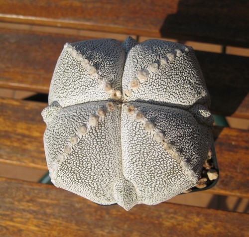 Astrophytum myriostigma - , cv
