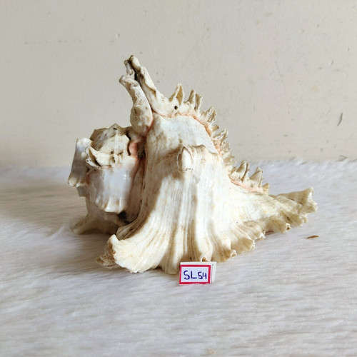 Conchiglia vintage bella - conchiglia,