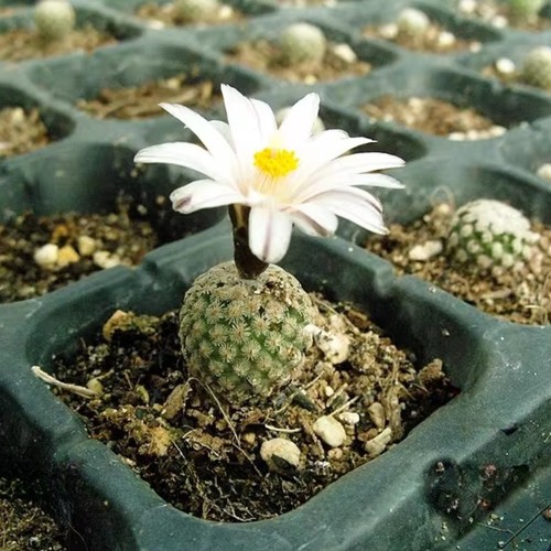 Pianta cactus succulenta - pianta,