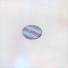 PIASTRINA DI SELENIO DIAMETRO