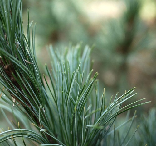 Pinus cembra sartori - pinus,