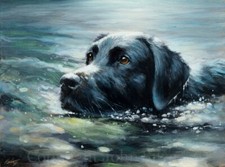BLACK LABRADOR SWIMMING