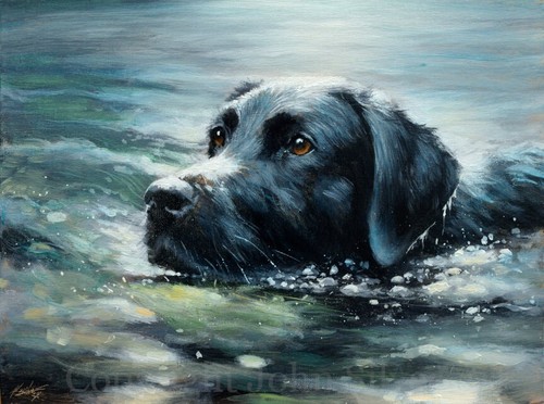 Black labrador swimming - black,