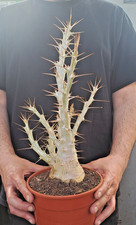 Pachypodium saundersii caudex