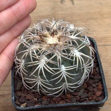 Gymnocalycium spegazzinii v