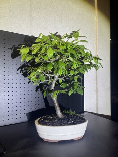 Bonsai carpino h 45cm - ,