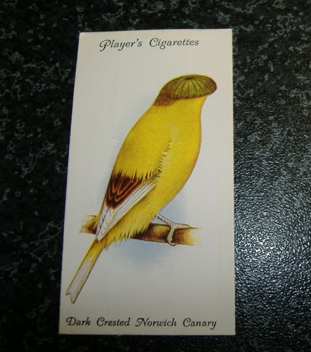 Players aviary cage birds - &,