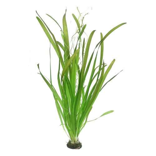 vallisneria spiralis