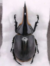 Dynastidae sp 98 mm misura