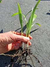 10x trachycarpus fortunei - 🌴,