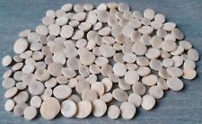 Occhi di Santa Lucia Lotto 150 Opercoli Occhi di Shiva Tahiti Polinesia