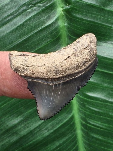 Dente blu del - megalodonte, 3,2