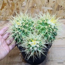 Echinocactus grusonii