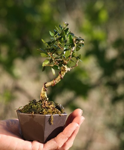 Prebonsai olivastro - prebonsai,