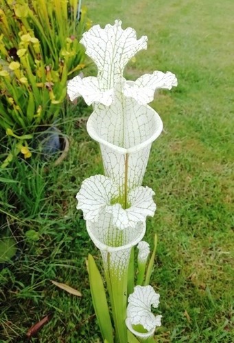 Sarracenia leucophylla