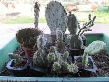 Set 10 cactus diversi