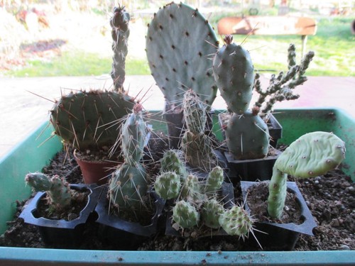 Set cactus diversi - 10,