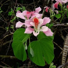 Bauhinia rosa (Bauhinia