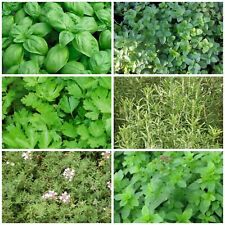 300 semi di ERBE AROMATICHE