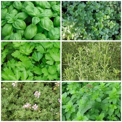 300 semi erbe aromatiche - semi,