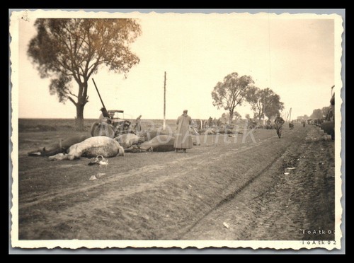 Foto ww2 campagna - foto,, russia