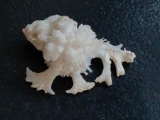 Conchiglia Shell  Murex HOMALOCANTHA ANATOMICA con CORALLO BIANCO  mm 47,4