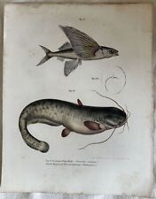 CROMOLITOGRAFIA PESCI EXOCOETUS VOLITANS PESCE VOLANTE PESCE SILURO SILURUS 1850