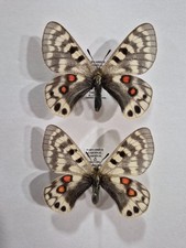 PARNASSIO CARDINALE CARDINALE