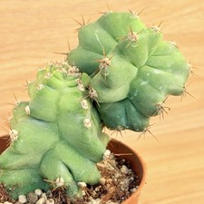 Cereus forbesii spiralis 