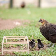  4 Pcs Chicken Toy Trespolo