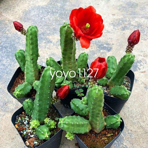 3pcs echinocereus momotaro - 3pcs,