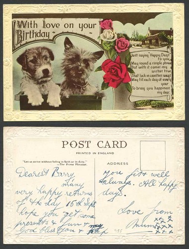 Fox terrier yorkshire - fox,
