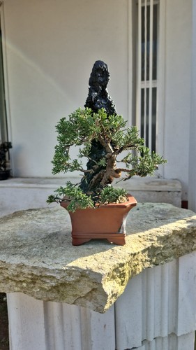Bonsai ginepro itoigawa - bonsai,