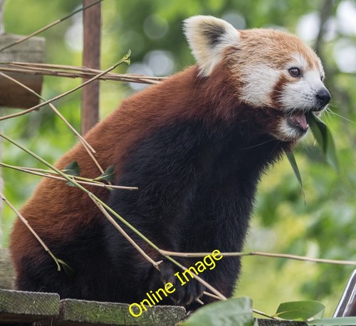 Photo 12x8 red panda - 12x8,