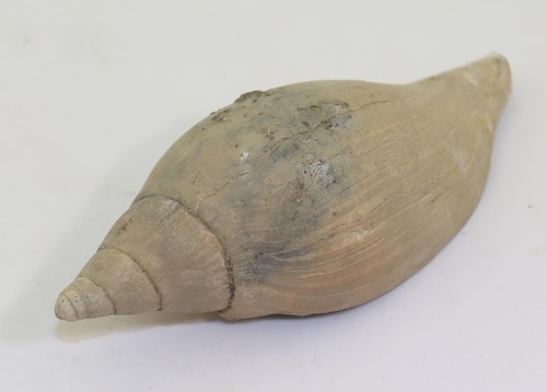 Lumaca scaphella lamberti - lumaca,,