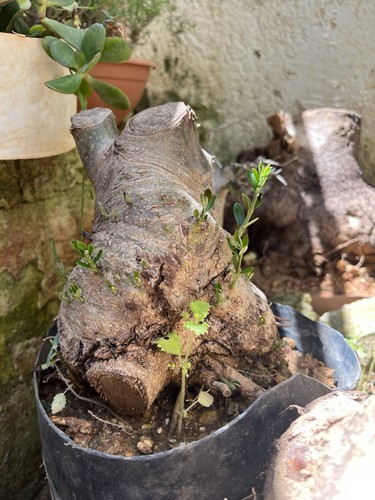 Bonsai olivastro pianta - bonsai,