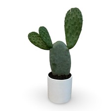 Pianta grassa opuntia - opuntia, ficus