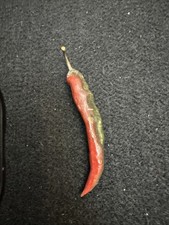 Scultura peperoncino bronzo