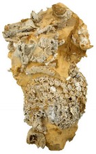 Piatto Malm con Cyatophora