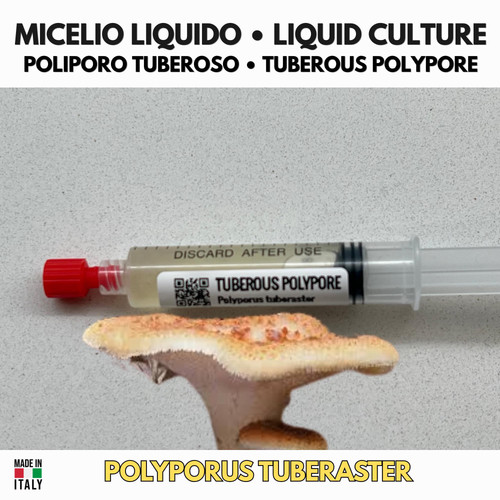 Coltura liquida polyporus - coltura,