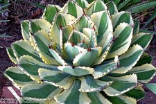 Agave "Desert Diamond"