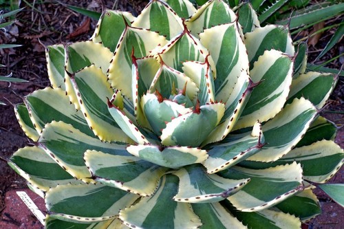 Agave desert diamond - agave, "desert