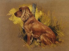 COCKER SPANIEL CHARMING DOG
