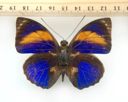 Mariposa agrias phalcidon - agrias,